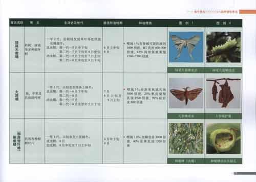   目录 序 前言 一,园林植物害虫 (一)食叶害虫 010美国白