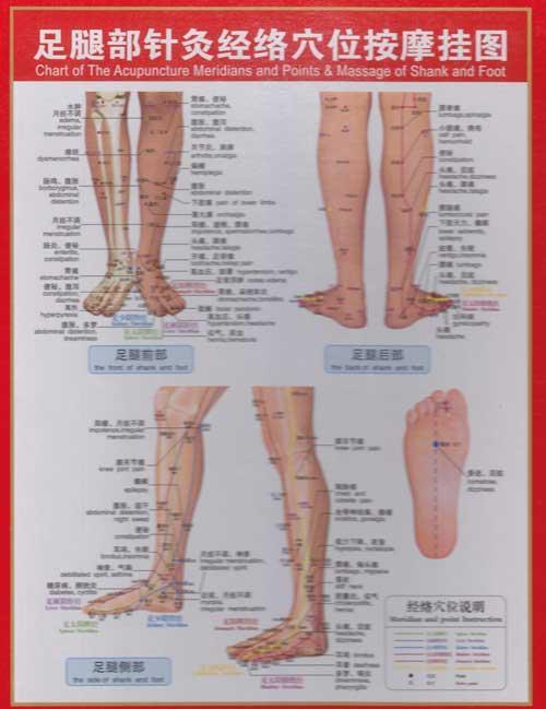 足腿部针灸经络穴位按摩挂图-刘娅玲