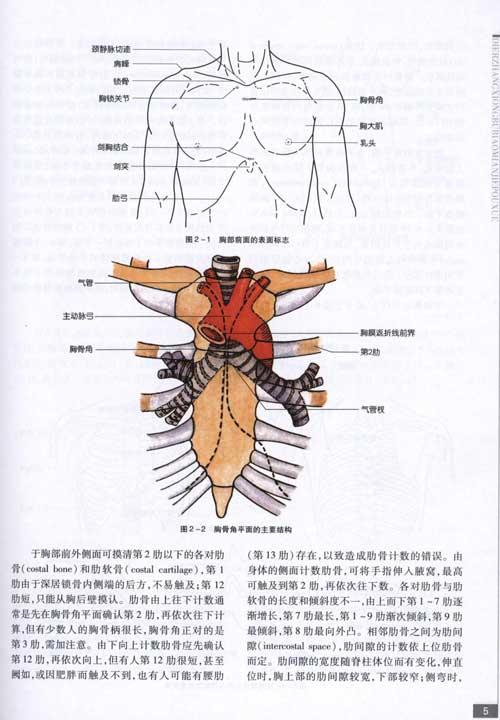 胸心外科临床解剖学 姜宗来