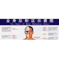 全身反射区疗法大全—图解全身49种反射区的保健秘术