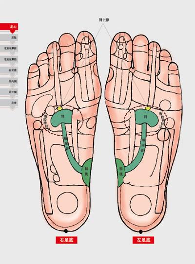 人体反射区使用图册:家庭实用手足耳部保健养生指南