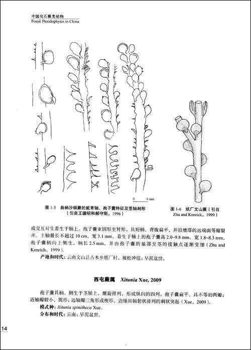 > 中国化石蕨类植物