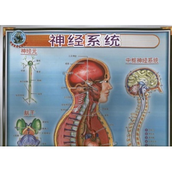 科普教育立体挂图.神经系统 