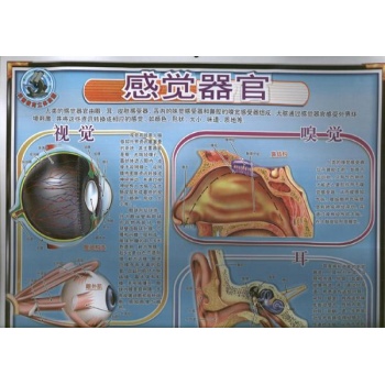 科普教育立体挂图.感觉器官 