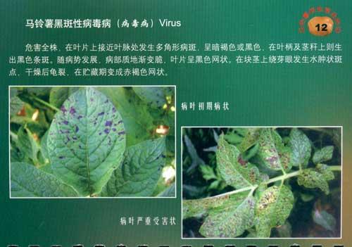 马铃薯病害及防治 1.马铃薯早疫病 2.马铃薯晚疫病 3.